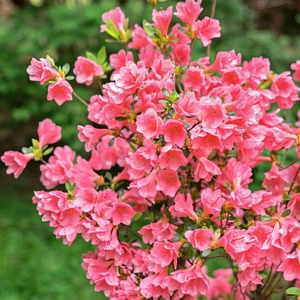 Coral Bell Azalea